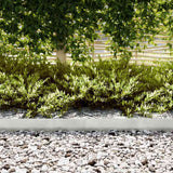 Bordure per prato 50 pcs Argento 100 x 0.5 x 15 cm
