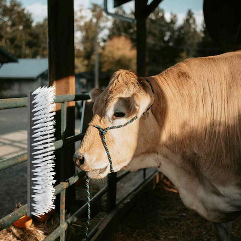 Spazzole per il bestiame Nero e Bianco 50 x 10 x 6.5 cm