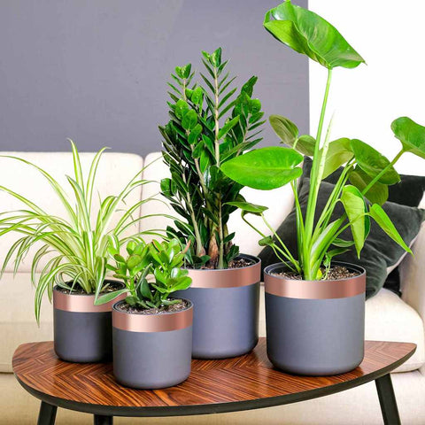 Nastro di rame doppio lato 6 pcs Rame 2000 x 5 cm Rame