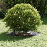 adatto per Anello d'Albero Piatto Antracite 30 / 60 cm Acciaio