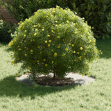 adatto per Anello d'Albero Piatto Argento 30 / 60 cm