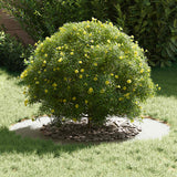 adatto per Anello d'Albero Piatto Bianco 50 / 80 cm Acciaio