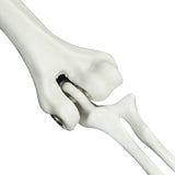 Scheletro di Halloween Bianco 20 x 10 x 9,5 cm Plastica