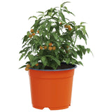 Vaso Rotondo per Fiori 200 pcs Terracotta  10 x 8 cm Plastica