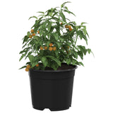 Vaso Rotondo per Fiori 100 pcs Nero  10 x 8 cm Plastica