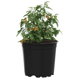 Vaso per Fiori 200 pcs Nero  15 x 13 cm Plastica